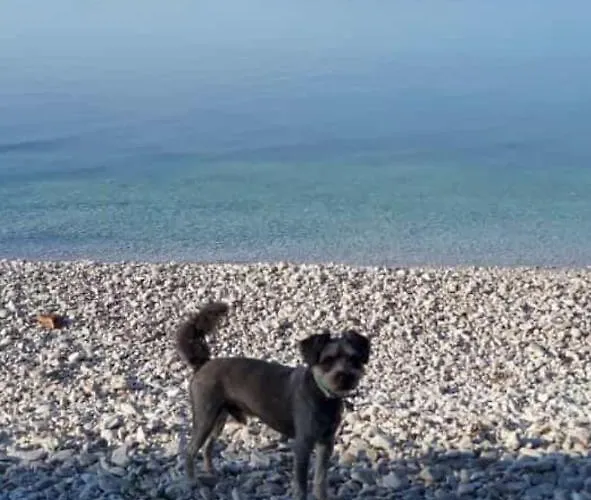 Zen - Okrug, Heated Pool, Ev Type 2 Apartman Trogir